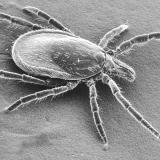 Deer tick 