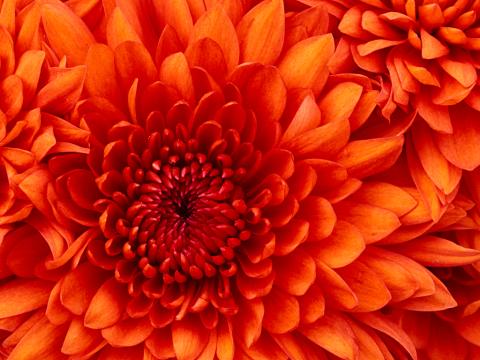 closeup of chrysanthemum