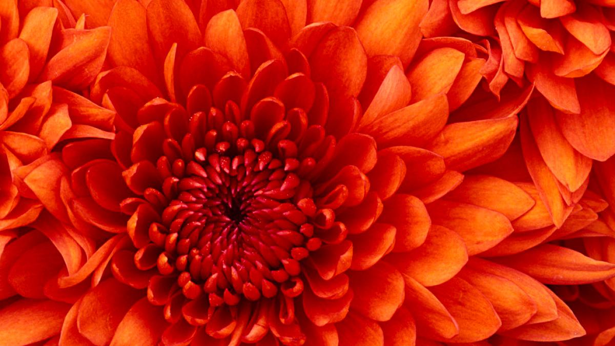 closeup of chrysanthemum